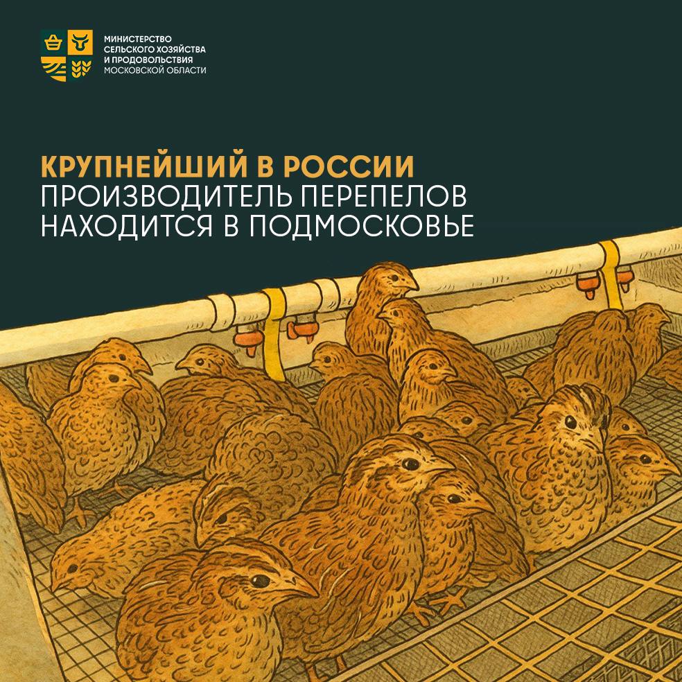 20 лет развития отечественного перепелеводства Шепиловская птицефабрика единственный в Московской области промышленный комплекс по выращиванию перепелов и крупнейший производитель перепелиной продукции в России Предприятие отметило 20 лет со дня основания В августе 2005 года сюда завезли первую партию перепелов японской породы Сегодня это племенной репродуктор I порядка Интересный факт Температура тела перепелов составляет 42 C что делает их менее восприимчивыми к инфекциям Эта природная особенность вместе с закрытым циклом производства обеспечивает максимальную безопасность продукции На птицефабрике разработана и реализована собственная оригинальная методика промышленного выращивания и содержания перепелов Поголовье взрослой птицы составляет почти 340 тысяч голов из которых 182 тысячи несушки 39 миллионов перепелиных яиц и 56 9 тонн мяса птицы в живом весе было реализовано в 2024 году Ассортимент продукции включает свежие и вареные яйца мясо перепелов паштеты деликатесы копченые яйца Предприятие продолжает развивать отрасль для обеспечения продовольственной безопасности minselhozmo