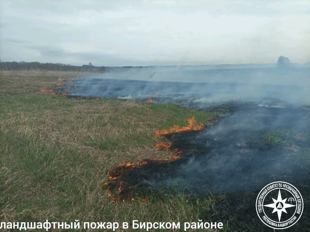 За сутки сразу в трех районах Башкирии загорелась сухая трава Как сообщили в Госкомитете ЧС по региону, ландшафтные пожары произошли в Бирском, Благоварском и Давлекановском районах. Их общая площадь превысила 5 га. Огонь спасателям удалось потушить. Отмечается, что в 2025 году зафиксированы 228 случаев возгорания сухой травы на общей площади 1207 га.