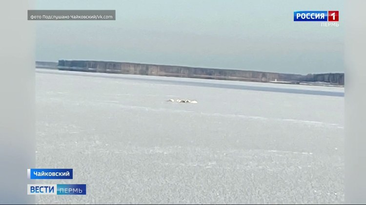 Спасать лебедей в Чайковском не пришлось птицы улетели vesti perm ru publications 4cc69d4f e483 4b9a 9676 b7e8f563e69c Лебеди в Чайковском спасли сами себя Очевидцы сообщают что наблюдали улетевшую стаю Накануне в городе поднялась настоящая шумиха после сообщения о том что на одном из Камских заливов лежат на льду пять лебедей Выдвигалась версия что они примерзли так как в Чайковском резко похолодало Оказалось птицы просто отдыхали а как только восстановили силы улетели