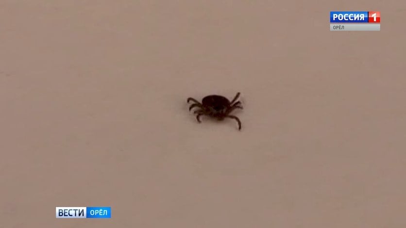 Орловский клещевой сезон продолжается С начала их пробуждения зарегистрировали 248 укусов. В числе пострадавших - 82 ребенка. Число случаев болезни Лайма не изменилось. Ее нашли у двоих взрослых. По данным Роспотребнадзора, большинство из паукообразных не заразны Вести-Орел. Подписаться