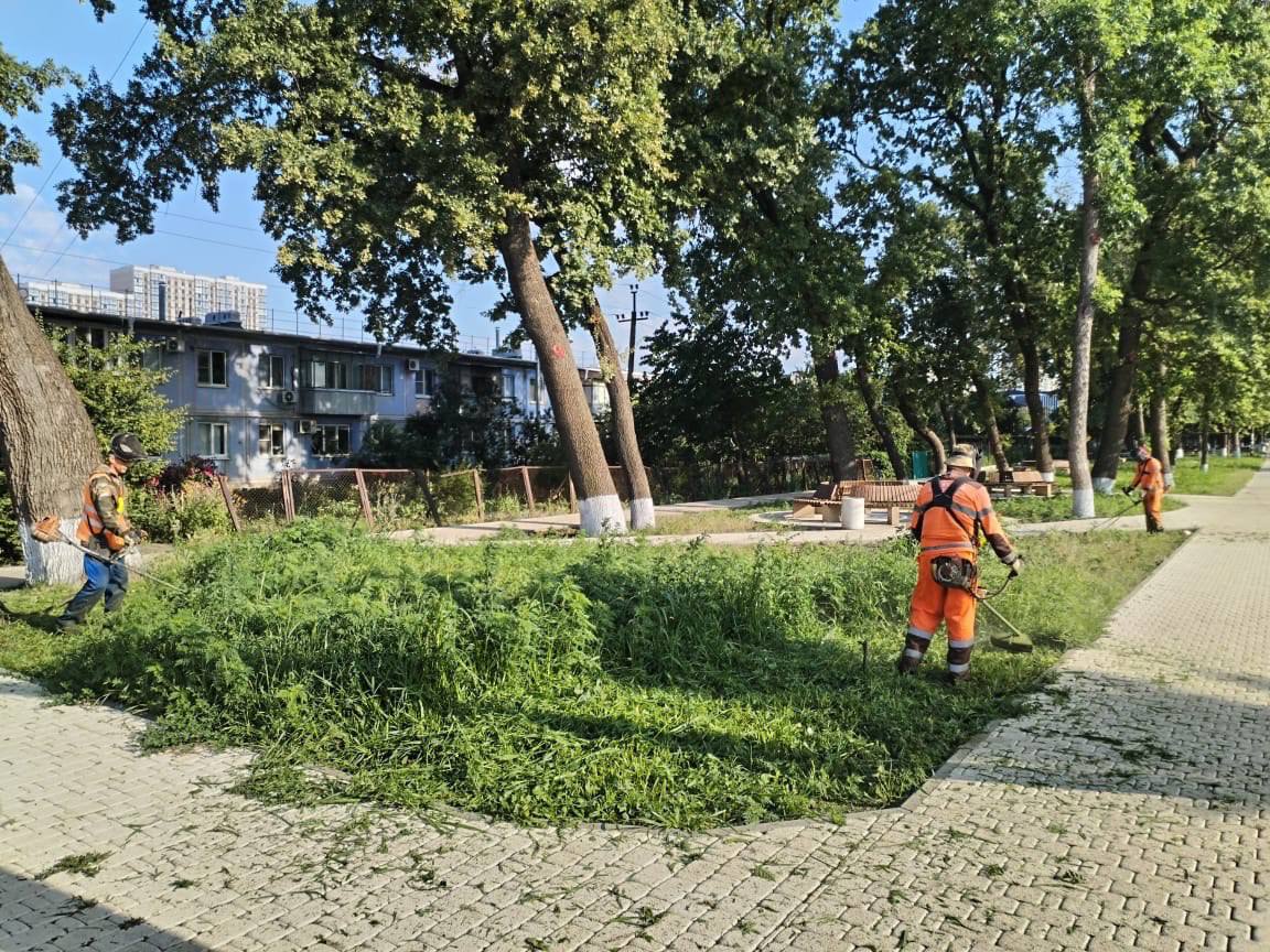 В Краснодаре выкосили более 15 тысяч гектаров амброзии Об этом сообщили в мэрии города. Градоначальник Евгений Наумов поручил усилить работу по уничтожению сорняка. — Все заявки и жалобы жителей, которые поступают в МЦУ по поводу покоса сорняка, должны отрабатываться максимально оперативно. Особое внимание необходимо уделить частным территориям, чтобы не допускать зарастания. Напоминайте владельцам участков об опасности аллергенного растения, — обратился Евгений Наумов к коллегам, — сообщил глава города. Сообщить о местах, где растёт амброзия можно в ЕДДС по номеру горячей линии 8 861 214-33-36 или по телефону 050. _____________________________ Есть интересная новость? Присылайте нам Краснодар Сегодня ПРИСЛАТЬ НОВОСТЬ