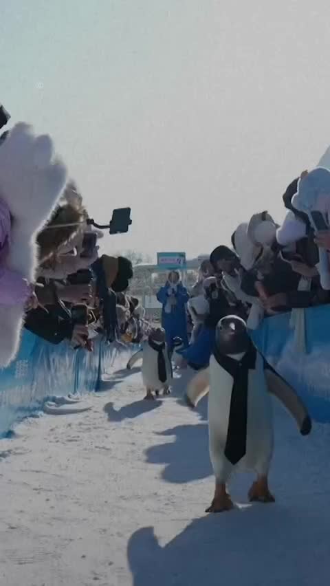 В Харбине прошел парад пингвинов в рамках фестиваля Harbin Polarland
