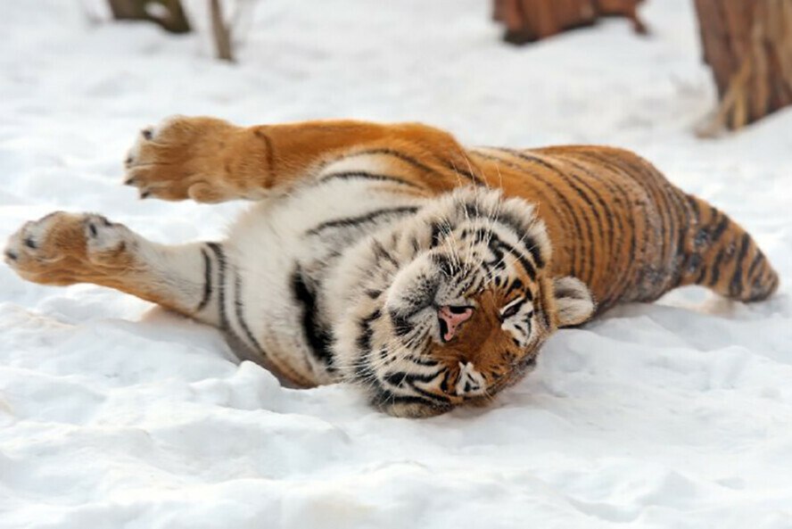 На территории Приамурья амурские тигры ведут себя прилично не то что у соседей С начала года в Амурской области не было зарегистрировано ни одного инцидента с участием краснокнижных хищников амурских тигров заявили в управлении по охране животного мира региона Зато в Хабаровском крае эти звери порой держат в напряжении целые села Как рассказал начальник амурского управления по охране животного мира Алексей Абросимов специалисты управления ведут постоянный мониторинг перемещений полосатых хищников В последние дни свежие следы тигров фиксировали в Бурейском и Архаринском округах а также в Магдагачинском и Шимановском районах Ни в одном из случаев тигры не подходили близко к населенным пунктам Не то в Хабаровском крае На днях опасный гость появился в окрестностях краевого центра Уже несколько дней он бродит вблизи сел Сергеевка Калинка и Галкино что совсем недалеко от большого города А в селе Галкино школьников перевели на дистанционное обучение Такая мера принята в целях безопасности детей говорят власти поскольку риск встречи с крупным хищником по дороге в школу стал слишком высоким пишет КП Хабаровск