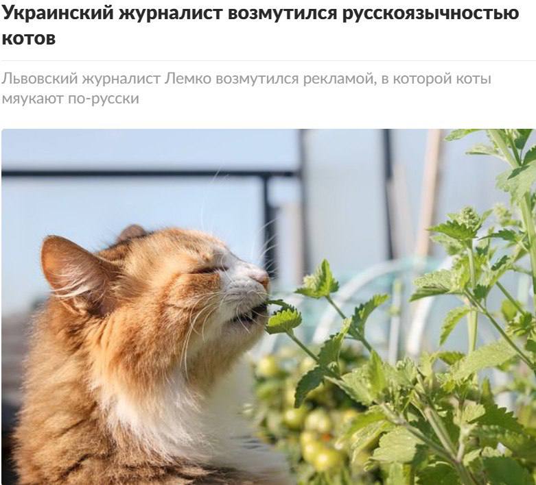 Львовский журналист возмутился рекламой кошачьего корма со слоганом Первое слово моего кота мяу поскольку по его утверждению украинские коты должны говорить няв По Львову ездят трамваи с рекламой такого содержания Первое слово моего кота Мяу Даже неинтересно что именно таким образом рекламируют интересно что украинские коты никогда не говорят Мяу только Няв то есть не мяукают а нявкают пишет журналист
