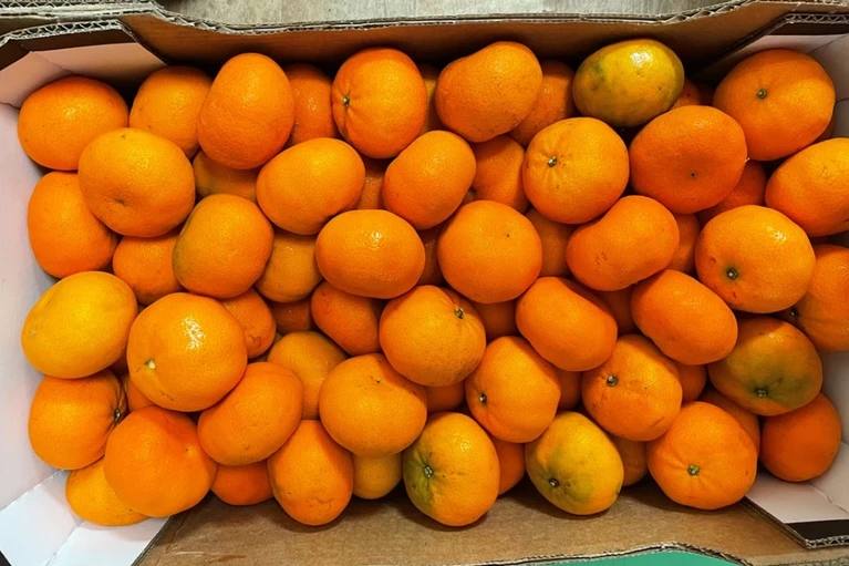 20 тонн мандаринов с личинками мух не пустили в Петербург Специалисты Северо Западного межрегионального управления Россельхознадзора выявили в 19 6 тоннах мандаринов личинки опасного карантинного вредителя средиземноморской плодовой мухи Всю партию заражённых мандаринок скорее всего сожгут Читай нас в MAX Подпишись на Комсомольскую правду СПб