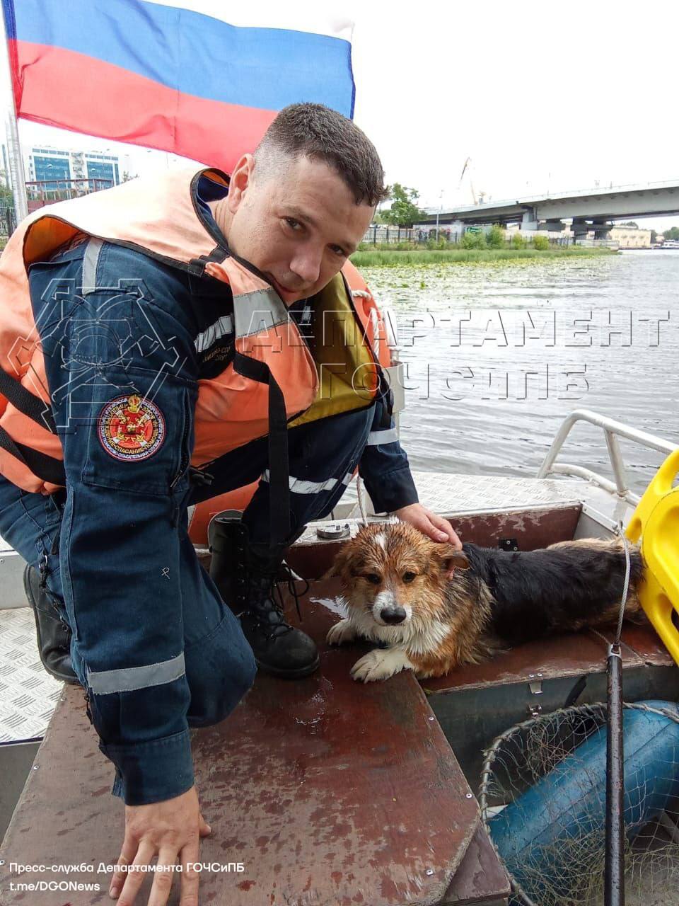 Спасли собачку в Кожуховском затоне Днём 21 июня на станцию "Кожухово" Московской городской поисково-спасательной службы на водных объектах поступил сигнал о падении собаки в воду. К месту происшествия была направлена дежурная смена спасателей. В районе 2-го Южнопортового проезда, в 10 метрах от берега, в кувшинках замечена барахтающаяся собачка. С помощью ловчей петли и сачка для животных четвероногого друга подняли на борт катера, доставили на берег и передали ожидавшим хозяевам. Спасатели на воде настоятельно рекомендуют не спускать своих питомцев с поводка во время прогулки вблизи водоёмов! #дгочс #мгпсс #спасение #дгоспасает