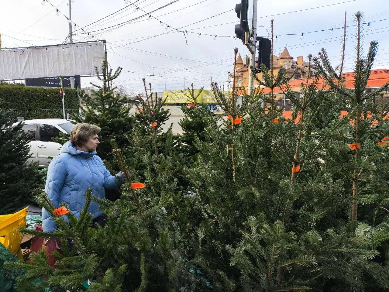 Около 37 тысяч елок и сосен ввезли в Краснодарский край из других регионов Хвойные деревья сосны ели и пихты поступили из Удмуртии Башкортостана Пермского края Кировской Ульяновской Пензенской и Челябинской областей Ёлочные базары в Краснодаре уже открыты выбрать своё деревце можно каждый день с 8 00 до 22 00 Кубанские Новости Мы в MAX