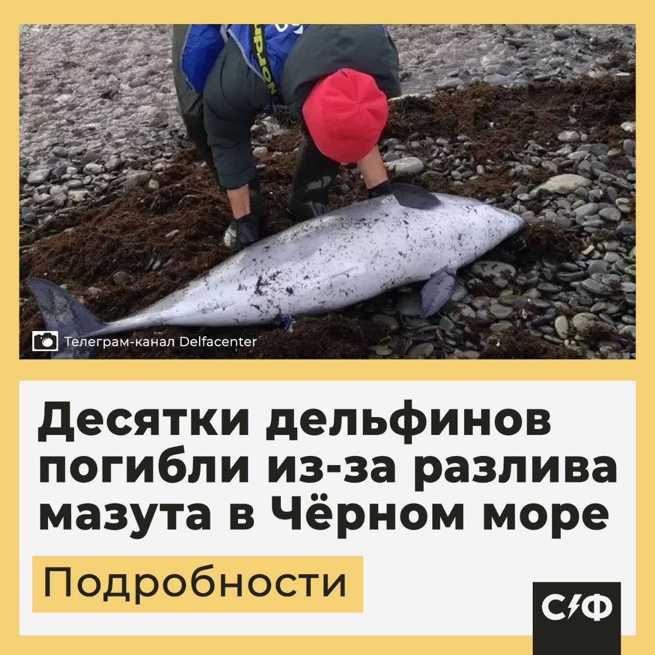 Десятки дельфинов погибли из-за разлива мазута в Чёрном море  Из-за экологической катастрофы в море погибло более 30 животных. Об этом сообщили в научно-экологическом центре спасения дельфинов «Дельфа».  Масштаб бедствия  С момента разлива в зоне бедствия нашли 61 мёртвое китообразное. По данным «Дельфа», 32 из них погибли из-за загрязнения воды нефтепродуктами.  Основная часть погибших — азовки. Это уязвимый подвид морских свиней, который обитает в Чёрном море.   Специалисты считают, они умерли в первые дни после катастрофы.  Спасение дельфинов  Экологи хотят открыть специализированный центр, где выжившие дельфины пройдут реабилитацию. Также за поведением животных следят с арендованного судна.   Большинство дельфинов избегает загрязнённых участков, но некоторые продолжают охотиться в зонах, заражённых мазутом.  Выбросов живых дельфинов пока не было. Специалисты считают, что в ближайшее время жертв станет больше.  Пострадавшие птицы  Разлив мазута нанёс серьёзный ущерб водоплавающим птицам. Волонтёры спасли более 2500 птиц, однако около 10% из них погибли при перевозке.  Пострадавших птиц привозят в специальные круглосуточные пункты. Там их очищают от нефтепродуктов, лечат и отправляют на реабилитацию.  Подробности катастрофы  15 декабря в Керченском проливе потерпели крушение два танкера «Волгонефть». Из-за этого в море вылилось 3500 тонн мазута.  Загрязнение охватило побережья Краснодарского края и Крыма. Ранее в Севастополе объявили режим ЧС регионального значения.  Как считаете, смогут ли спасти остальных дельфинов?    — Этих мер явно недостаточно   — Думаю, специалисты делают все возможное   «Секрет фирмы»