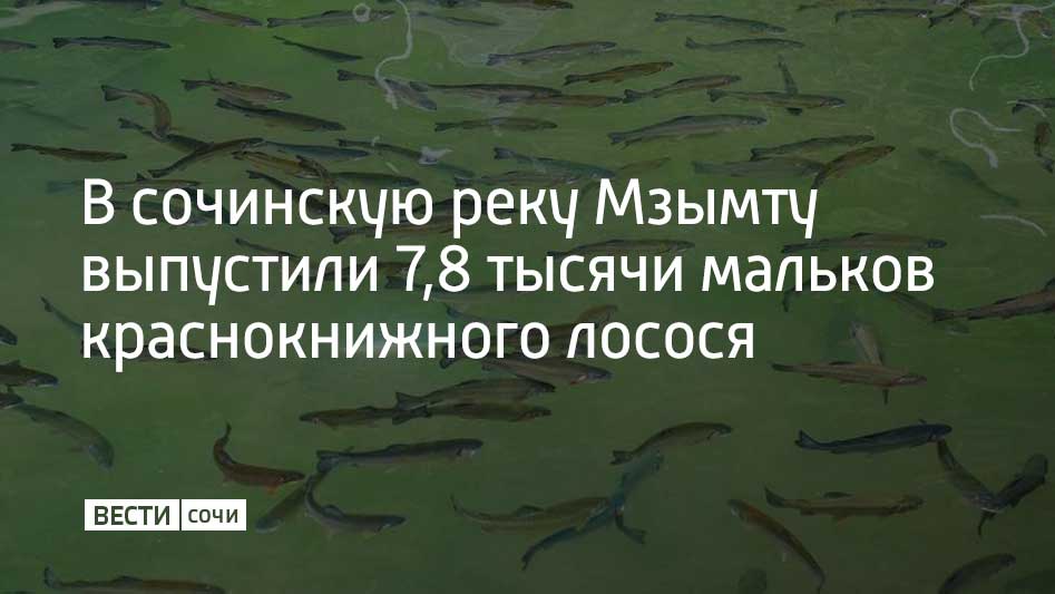 Мальков черноморского лосося вырастили в селе Монастырь. Для этого там было создано специальное маточное стадо. Во время нереста из него выбирают самых сильных самцов и самок, они дают икру для будущих рыб.  Как рассказали в пресс-службе сочинского горного курорта "Роза Хутор", до 1955 года рыба была промысловой, но затем ее количество сократилось, и она была занесена в Красные книги Краснодарского края и России. Выпуск мальков позволяет возродить популяцию черноморского лосося.  Особенностью вида является чувствительность к качеству воды – кумжа обитает только в чистых водоемах с большим количеством содержания кислорода. В реке мальки черноморского лосося проживут до 18 месяцев. Они окрепнут, обрастут чешуей и отправятся в море.  Отмечается, что через два года кумжа вернется в Мзымту на нерест. После этого уникальная рыба не погибает, а вновь уходит в море.