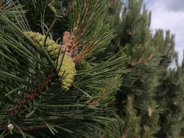 Куда деть ёлку после праздников калининградцам напомнили о правилах утилизации По словам властей правило касается не только праздничных деревьев но и любых древесно кустарниковых остатков После праздников ёлки нужно отвозить в специальные пункты приёма В Калининграде такие площадки работают на улицах Панина Интернациональной и Мариупольской на парковках рядом с торговыми центрами Пункты приёма будут открыты до конца января КАСКАД Прислать новоcть