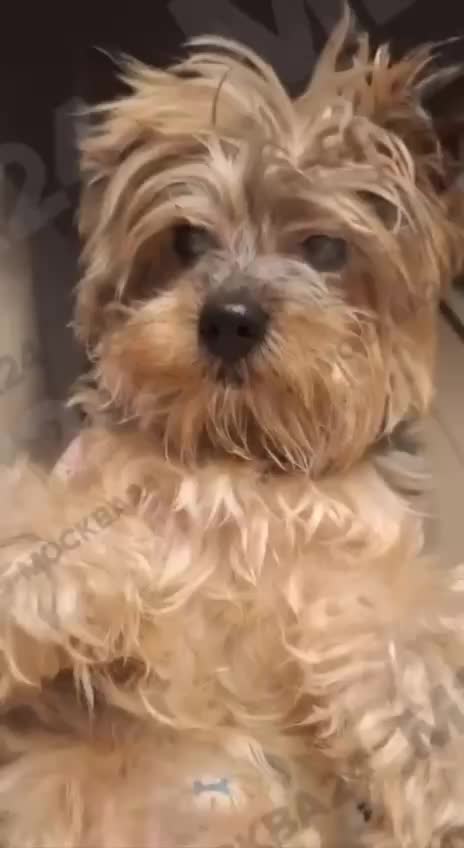 Йоркширский терьер Себастьян побил рекорд долголетия в Москве