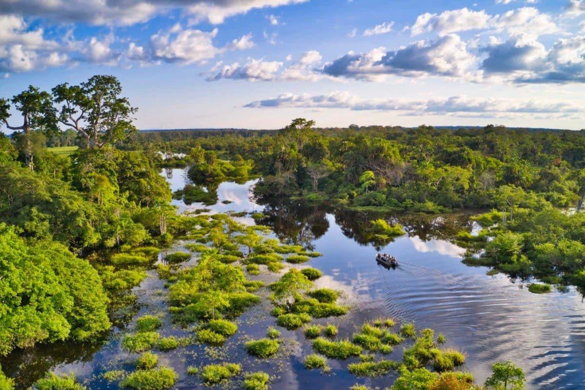 В 2010 2017 годах африканские леса превратились из поглотителя углерода в источник углекислого газа Леса континента начали выделять около 200 миллионов тонн CO₂ в год По оценкам ученых за этот период они потеряли 106 миллионов тонн биомассы тогда как ранее тропический лес Конго ежегодно удерживал около 600 миллионов тонн CO₂ Основные причины связаны с активной вырубкой и добычей полезных ископаемых Спутниковые данные показывают ухудшение состояния лесов хотя оценки осложнены нехваткой наземных измерений и неучетом торфяников которые содержат около 30 миллиардов тонн углерода