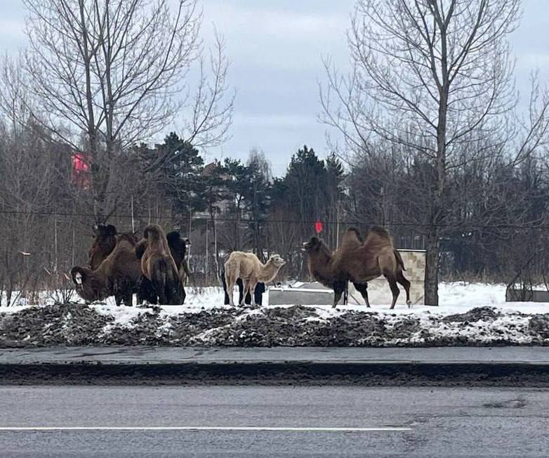 В Москве заметили верблюдов на самовыгуле.  Необычные животные пасутся в  Тушино без присмотра хозяев. Кто и зачем оставил горбатых на окраине — неизвестно.  Новости от ЖЮ