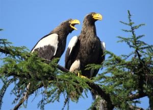 При поддержке Роснефти орнитологи подтвердили стабильность популяции белоплечих орланов в Хабаровском крае www rosneft ru press news item 223078 Ученые заповедника Заповедное Приамурье и экологи РН Комсомольский НПЗ входит в нефтеперерабатывающий комплекс Роснефти подвели итоги полевого этапа совместного проекта по изучению и сохранению белоплечего орлана Под сильным крылом Орнитологи отметили благополучное состояние и стабильность численности популяции краснокнижной птицы в заказнике Удыль В ходе экспедиции исследовали окрестности озера Удыль в Ульчском районе Хабаровского края Участки побережья в озерном заливе Карасевый места с наибольшей плотностью гнездования орнитологи обследовали при помощи беспилотных летательных аппаратов Техническое оснащение полевых работ полностью обеспечил Комсомольский НПЗ