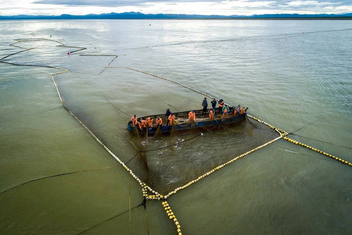 Россия сохраняет мировое лидерство по добыче тихоокеанских лососей сообщили в Росрыболовстве Вылов составил порядка 335 5 тыс тонн на 100 тыс тонн больше чем в 2024 году В ведомстве подчеркнули что Россия полностью обеспечена красной рыбой и икрой