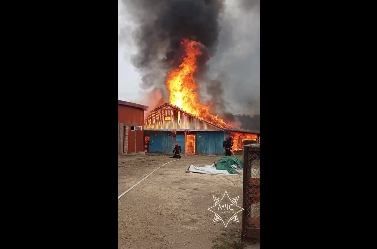 Спасатели ликвидировали пожар в конюшне Минского зоопарка без пострадавших животных