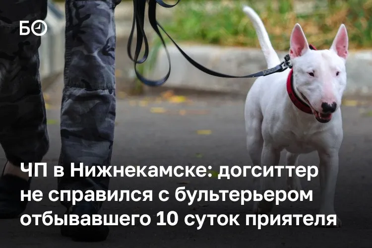 В Нижнекамске домашний бультерьер напал на девочку во время выгула без намордника и поводка ЧП произошло в минувшие выходные по информации из соцсетей собака разорвала 13 летней школьнице лицо и откусило ухо Сопровождавший не вмешался а затем вообще скрылся Ребенку помогли очевидцы Сейчас девочка находится в КДМЦ Набережных Челнов Ее состояние стабильное сообщил мэр Радмир Беляев Возбуждено уголовное дело и отвечать по нему будет догситтер который выгуливал бультерьера Сейчас он находится в изоляторе мужчине грозит 8 лет тюрьмы Что касается владельца пса то он пока отбывает 10 суток ранее его задержали за административное правонарушение Хозяина привлекать к уголовной ответственности не будут но ему не избежать иска за моральный вред Хозяин собаку не рожает Кто гулял тот и хозяин для общественности Собака паспортом и генетически никак не привязана к человеку пояснил источник БИЗНЕС Online Животное изъяли и отправили в приют в Ульяновскую область По словам экспертов скорее всего собаку определят в какой нибудь муниципальный питомник где она будет доживать свой век Эксперты комментируя ситуацию предлагают вернуть обучение в клубах собаководства В нынешних условиях безответственности обзаведение должно быть привилегией а не правом ℹ Читайте БИЗНЕС Online в Telegram Max