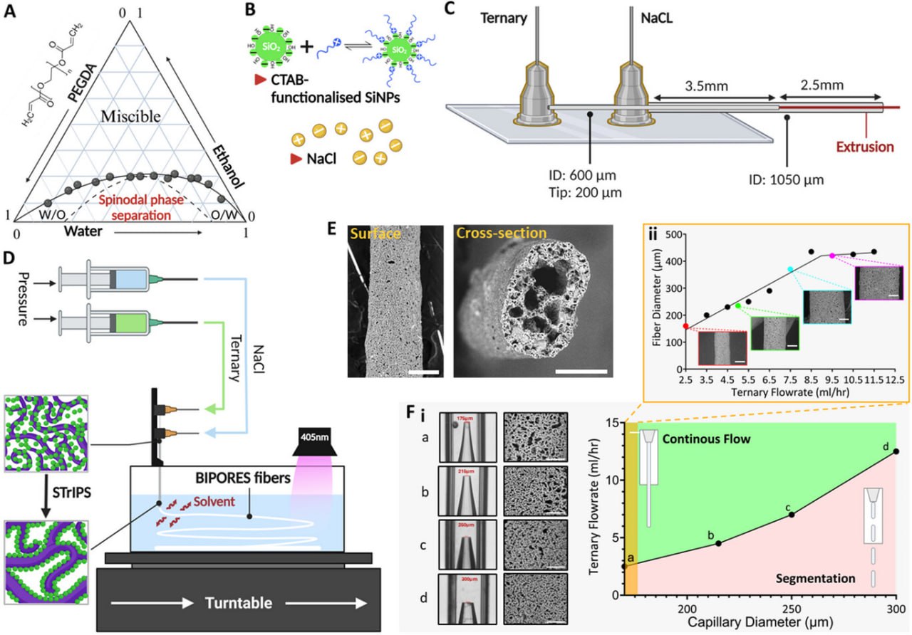 Учёные из Калифорнийского университета в Риверсайде впервые создали полностью синтетическую модель ткани человеческого мозга не использующую материалы животного происхождения Новый материал в основном состоит из химически нейтрального полимера Система BIPORES сочетает крупные волокнистые формы со сложной системой пор Эти волокна создаются из гелевого раствора и преобразуются в пористую сеть стабилизированную наночастицами диоксида кремния С помощью специальной микрофлюидной системы и биопринтера построены трёхмерные структуры со слоистыми взаимосвязанными порами Они позволяют питательным веществам и продуктам жизнедеятельности свободно перемещаться поддерживая рост клеток в глубине материала В испытаниях с нейронными стволовыми клетками материал способствовал их надёжному закреплению росту и формированию активных нейронных связей Ученые стремятся создать сеть миниатюрных органов которые могли бы взаимодействовать друг с другом как в реальном человеческом организме