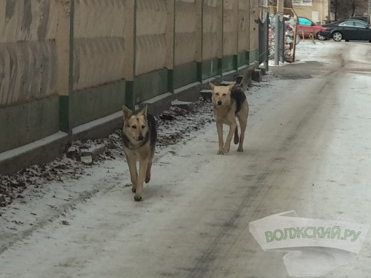 В Волжском до конца года на отлов и возврат дворняг потратят ещё 2 миллиона  В Волжском опубликовали запрос котировок на оказание услуг по обращению с животными без владельцев. Как стало известно Волжский.ру из документов, подрядчику предстоит отлавливать собак, перевозить, лечить, стерилизовать, вакцинировать, бирковать, возвращать на место, а также содержать агрессивных особей в приюте. Отлавливать могут только специальные ловцы при соблюдении принципов гуманного отношения к животным, запрещено использовать методы и способы, приводящие к увечьям и травмам.   Подробнее на Волжский.ру: