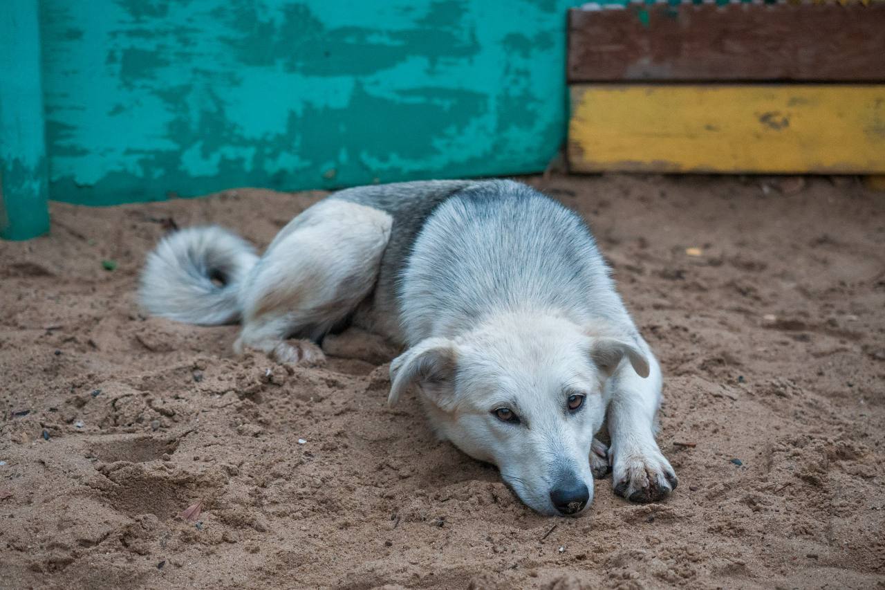 Казань выделила 40 млн рублей на программу помощи бездомным животным Власти столицы Татарстана запустили тендер на работу с безнадзорными животными в 2026 году На программу выделят 40 6 миллиона рублей из городского бюджета Программа охватывает весь цикл работы с бездомными животными Их будут отлавливать лечить стерилизовать и содержать в приюте Каждое животное проведет там минимум 20 дней по 10 суток до и после операции За это время питомцам сделают прививки избавят от паразитов и проведут необходимое лечение Одна из задач программы вернуть потерявшихся домашних животных их владельцам Для тех кто остался без хозяев будут искать новые семьи Неизлечимо больных или тяжело травмированных животных усыпят их останки утилизируют Стоимость услуг определена тендером День содержания одного животного в приюте обойдется в 1089 рублей Вакцинация и обработка от паразитов стоят 538 4 рубля стерилизация почти 1004 рубля кастрация 769 72 рубля KazanFirst   в бот