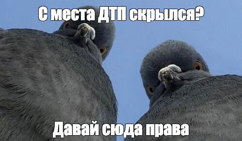 За сбитого голубя можно СЕСТЬ на 5 лет юристы напомнили что за птиц полагается суровое наказание Влететь в голубя штраф 600 рублей но если просто поедете дальше прокол превращается в оставление места ДТП а значит вас могут лишить прав на срок до полутора лет и приписать сверху до 15 суток Если голубей будет целая стая вам светит наказание за жестокое обращение с животными А это штраф до 300 тысяч рублей исправительные работы или 5 лет тюрьмы Осторожнее с голубями на дороге exploitex