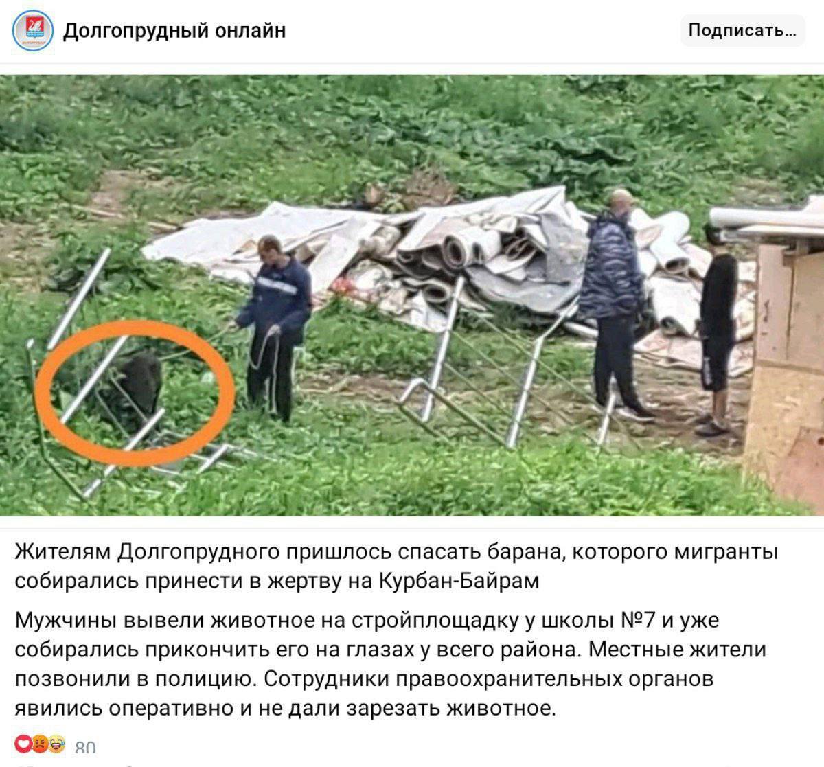 Жители Долгопрудного спасли барана Мигранты вывели животное на стройплощадку около школы и уже намеревались его зарезать на глазах ребятишек. Тогда местные жители позвонили в полицию, полицейские прибыли на место инцидента, пока полицейские их допрашивали, барану удалось от них убежать. Дальнейшая его судьба неизвестна. Подписаться