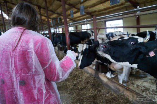 Где у нас поля коровы столько людей чтоб производить до 100 млн тонн молока в год Вопрос губернатору задала свердловчанка во время звонка Глава региона напомнил что всего в регионе сельхозземель окодо 400 тысяч Тысяч 100 150 земель в оборот можно ввести Это и позволит достичь этого показателя Однако надо опираться на крупных игроков которые уже есть в регионе речь про предприятия которые успешны на рынке Надо вместе с ними задачу решать А значит это будут новые рабочие места а отдаленные муниципалитеты будут получать новую жизнь Любите местную молочную продукцию Подписаться на Уральский меридиан