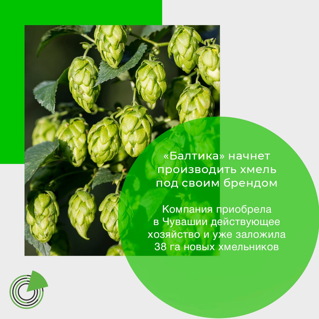 БАЛТИКА НАЧНЕТ ПРОИЗВОДИТЬ ХМЕЛЬ ПОД СВОИМ БРЕНДОМ Компания Балтика подала заявку на регистрацию товарного знака Балтика Агро Он будет распространяться на восемь классов товаров и услуг дрожжи для пивоварения варка пива обработка и переработка хмелевых шишек выращивание растений и прочее пишут Известия Компания создает бренд для дочернего предприятия которое начало выращивать хмель в Чувашии Это один из этапов развития проекта по импортозамещению сырья для производства пенного напитка Балтика приобрела в этом регионе действующее хозяйство и уже заложила 38 га новых хмельников Также производитель заключил договор на поставку первого промышленного комплекса по сушке и уборке хмеля разработанного на машиностроительном заводе в Чебоксарах Кроме того предприятие запустило цех по глубокой переработке хмеля и реализует программу обучения специалистов по хмелеводству в Чувашском государственном аграрном университете