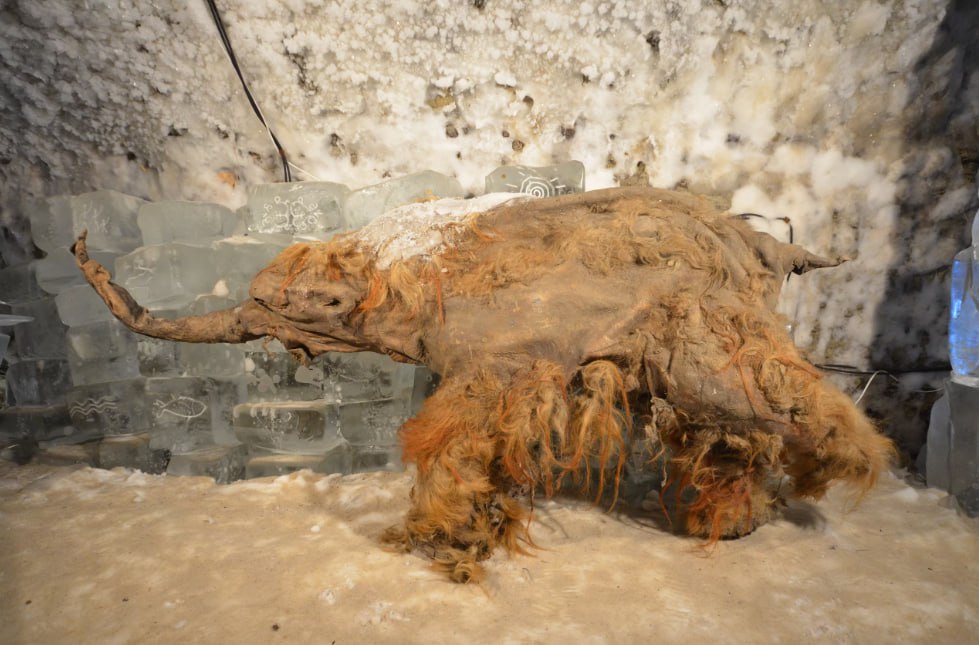 Древнейшая РНК Международной группе учёных удалось обнаружить в замёрзшем шерстистом мамонте Юке древнейшую РНК возрастом около 40 тыс лет Это большая удача и большое достижение Дело в том что эта молекула в отличии от ДНК разрушается намного быстрее Но вечная мерзлота выступила можно сказать в роли лабораторного холодильника Что же удалось обнаружить Идентифицированы гены которые были активны в тканях мамонта Выяснилось что незадолго до смерти его клетки переживали стресс Судя по всему Юка был всё таки самцом а не самкой как считалось ранее Команда проверила Юку на наличие РНК вирусов и обнаружила что юный мамонт был в целом здоров При этом учёные надеются что могут существовать и другие доисторические останки чьё генетическое содержимое хранит следы древних патогенов Текст статьи для ознакомления доступен по ссылке на статью в журнале Cell Было интересно Поделитесь со своими любознательными друзьями naukaproo НОВОСТИНАУКИ мамонты генетика палеонтология биология