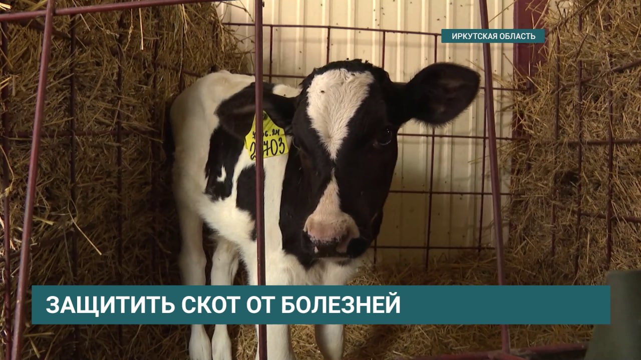 Почти 1,5 миллиона голов скота в Иркутской области обработали от заразных и опасных болезней за первое полугодие 2025 года. Такие меры коснулись и домашней птицы. Ветеринары вакцинировали свыше 114 миллионов пернатых. Кроме того, от бешенства привили около 17,5 тысяч кошек и 32,5 тысячи собак.   Здоровье животных держат под контролем специалисты ветеринарно-испытательных лабораторий, подведомственных службе ветеринарии региона. Они провели почти 900 тыс. исследований на заболевания, которые могут быть потенциально опасными для человека. Еще ветеринары обработали свыше 1000 животноводческих ферм. В рамках работ по борьбе с насекомыми и грызунами обработали 788 помещений и более 2 тысяч объектов.  АИСТ   Иркутская область