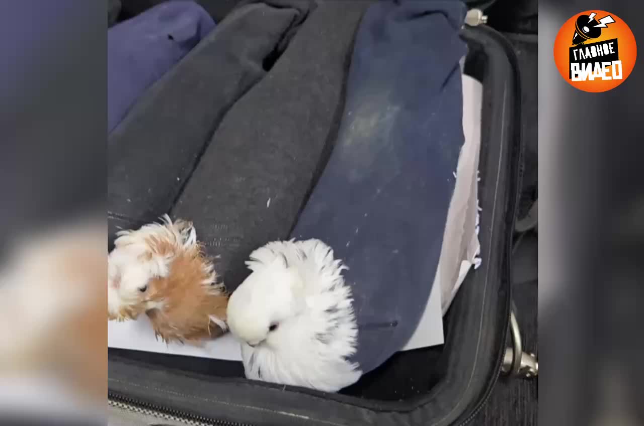 Иностранец задержан с живыми голубями, спрятанными в носках, на границе России и Латвии