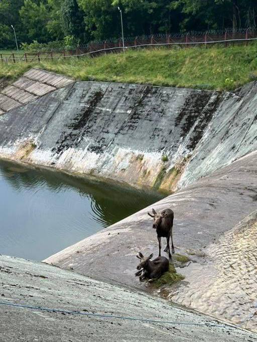 Два лосенка застряли на территории водохранилища в поселке гидроузла имени Куйбышева под Истрой. Специалисты Охотнадзора комитета лесного хозяйства Подмосковья оценивают ситуацию: важно не напугать животных и не причинить им вреда.   Пока есть шанс, что лоси смогут выбраться самостоятельно, но если завтра этого не произойдет – будут предприняты активные меры с участием профессионалов.    «Москва»