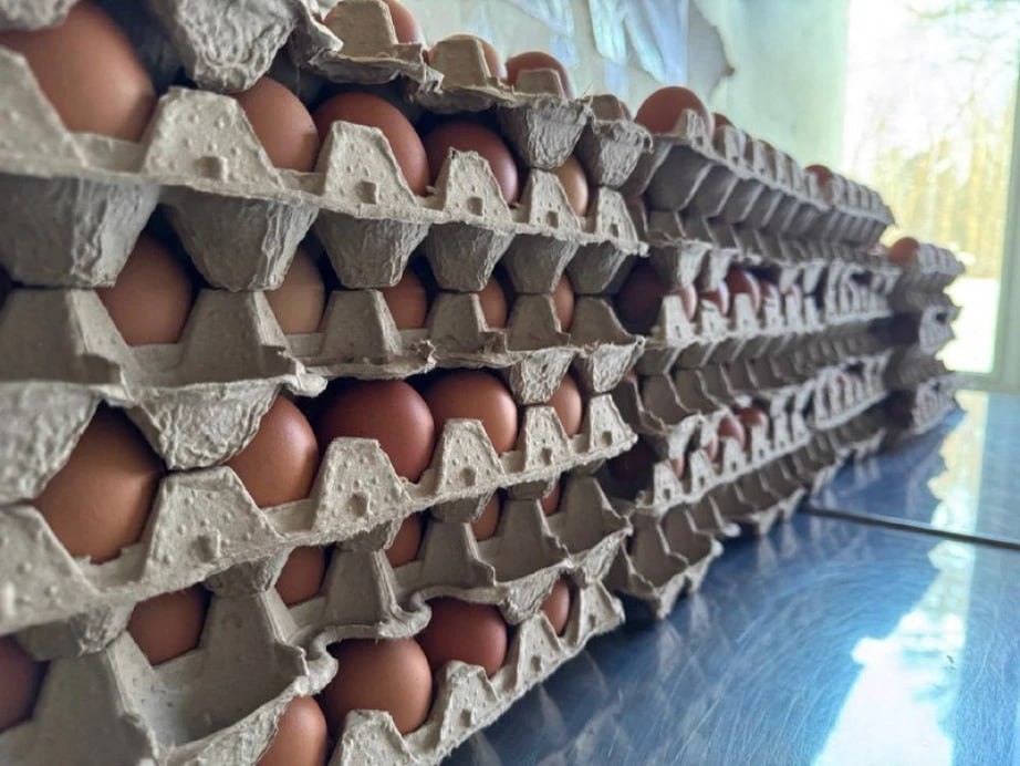 Создать небольшую птицеферму в районе имени Лазо удалось благодаря гранту Агростартап Проект запустил фермер из поселка Солоноцового На полученные 5 млн рублей он закупил оборудование для птицефермы на 1 5 тысячи голов клетки системы вентиляции и чередования периодов света и темноты в курятнике Примерно через 3 месяца завезли несушек и уже на следующий день начался сбор первых яиц Птицу мы приобрели у ППЗ Хабаровский Сейчас в день собираем порядка 800 штук яиц Продаем в поселке Солонцовом а также жителям района в больницы и заведения общественного питания рассказал глава крестьянского фермерского хозяйства Денис Казаченко В планах у фермера достичь поголовья в 3 5 тысячи несушек и выйти на объем производства яйца более 1 2 млн штук в год Оформить заявку на грант фермерам бесплатно помогают в Центре компетенций Краевого сельхозфонда Будь в курсе событий везде ОК VK MAX