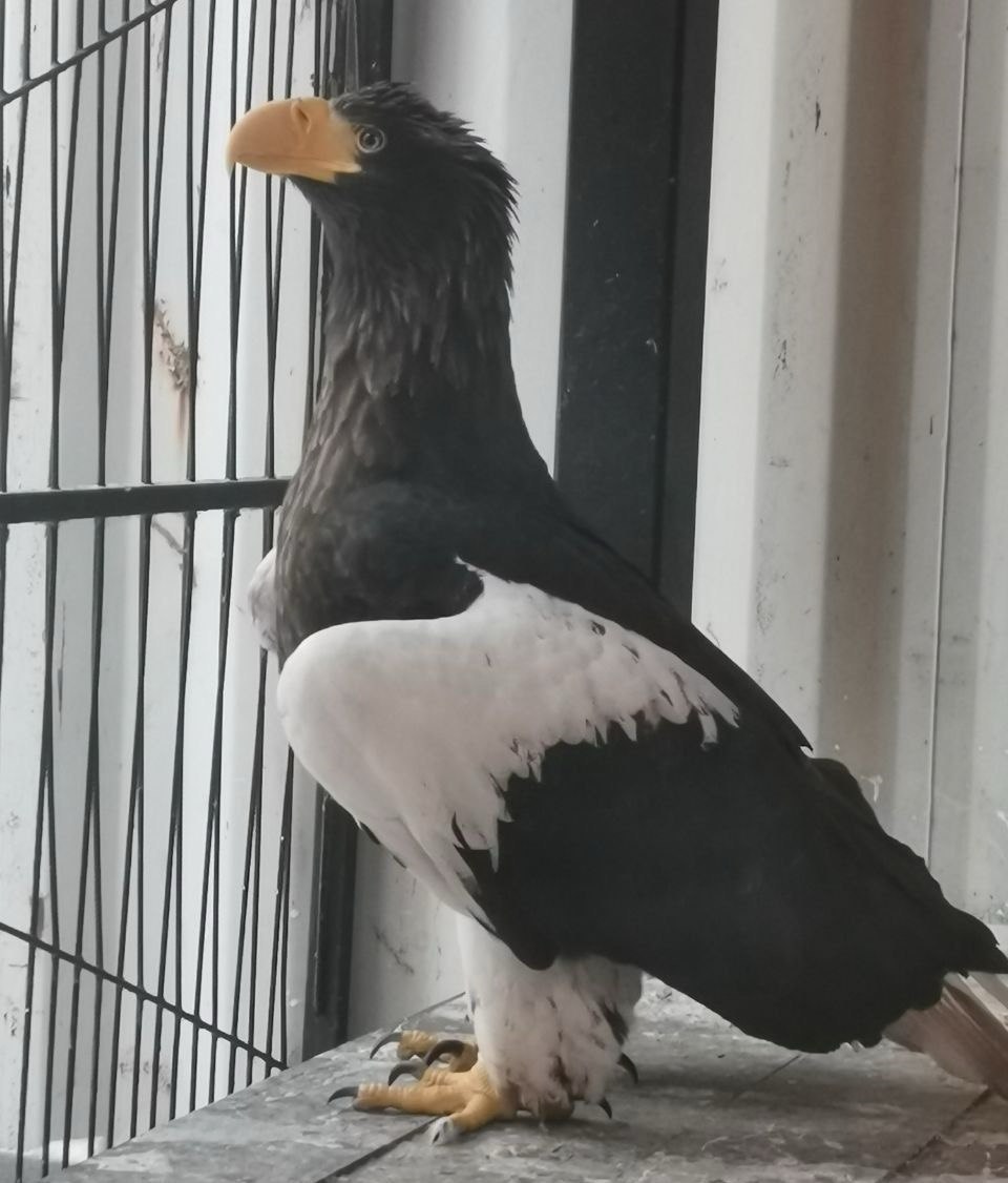 Краснокнижного белоплечего орлана спасли в Нижнем Новгороде Сотрудники зоопарка Лимпопо нашли птицу в мешке на автостоянке Ветеринары осмотрели орлана и выявили у него травму крыла и истощение Сейчас птица находится на карантине в зоопарке После ее выздоровления специалисты решат можно ли выпускать ее в естественную среду обитания Фото Росприроднадзор   Подписывайтесь на Ъ Приволжье