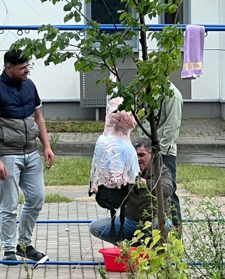Мигранты освежевали барана во дворе жилого дома в Новой Москве В ЖК «Ирландский квартал» в Троицком округе Новой Москвы группа мигрантов устроила забой барана прямо на площадке для сушки белья во дворе жилого многоквартирного дома. Тушу подвесили на перекладину и начали разделывать прямо на виду у гуляющих во дворе жителей. На замечания соседей группа мужчин не реагировала. О реакции правоохранительных органов на инцидент не сообщается. Известно, что жители туда обратились. #москва #мигранты #общество