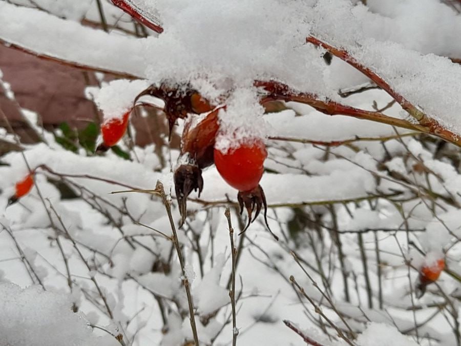 Крещенские морозы во Владивостоке начались и застряли до конца января Морозы ударившие во Владивостоке после снежного апокалипсиса 10 января задержатся в городе до конца месяца и возможно даже усилятся В Приморье с севера непрерывно поступает арктический холод который не успевает прогреваться даже за счёт относительно тёплого моря По данным Примгидромета сегодня во Владивостоке переменная облачность без осадков Местами на дорогах снежный накат гололедица Ветер северный умеренный до сильного Температура воздуха 10 12 С Утром в городе было 18 20 С Вечером мороз не такой сильный но ветер усиливает ощущение холода Аналогичная ситуация в Уссурийске где утром 26 28 С а днём 11 13 C Меньше дельта температур в Находке 13 15 С утром 7 9 С днём В пятницу 16 января погоду в Приморском крае определяет гребень антициклона без осадков На дорогах местами снежный накат гололедица Ветер северный умеренный на побережье местами сильный Температура воздуха 13 18 С на юге и побережье 6 11 C PRIMPRESS в MAX ДЗЕН ЧАТ БОТ