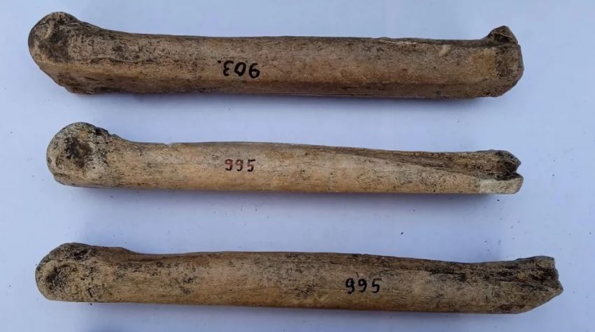 На Кубани археологи нашли костяные античные коньки Ученые Лаборатории археологической технологии Института истории материальной культуры РАН обнаружили на античном памятнике в Краснодарском крае уникальные костяные салазки вероятно использовавшиеся жителями региона для пересечения замерзшего Керченского пролива Находка сделана в рамках спасательных работ на территории Темрюкского района где были найдены многочисленные памятники разных эпох от Античности до Средневековья Исследование материалов памятника Ястребовский Бережный выявило обработанные кости лошадей с признаками износа позволившие сделать вывод об их применении в качестве приспособлений для передвижения по льду Жители Таманского полуострова таким образом решали проблемы транспорта и связи возникающие в зимний период Помимо этого открытия ученые изучили около 2000 костных останков среди которых остатки коров овец коз свиней лошадей и даже исчезнувших ныне косуль Археологические исследования подтвердили развитое косторезное мастерство древнего населения которое использовало кости для производства инструментов украшений и оружия Фото Алексей Каспаров пресс служба ИИМК РАН Telegram МAX все наши каналы