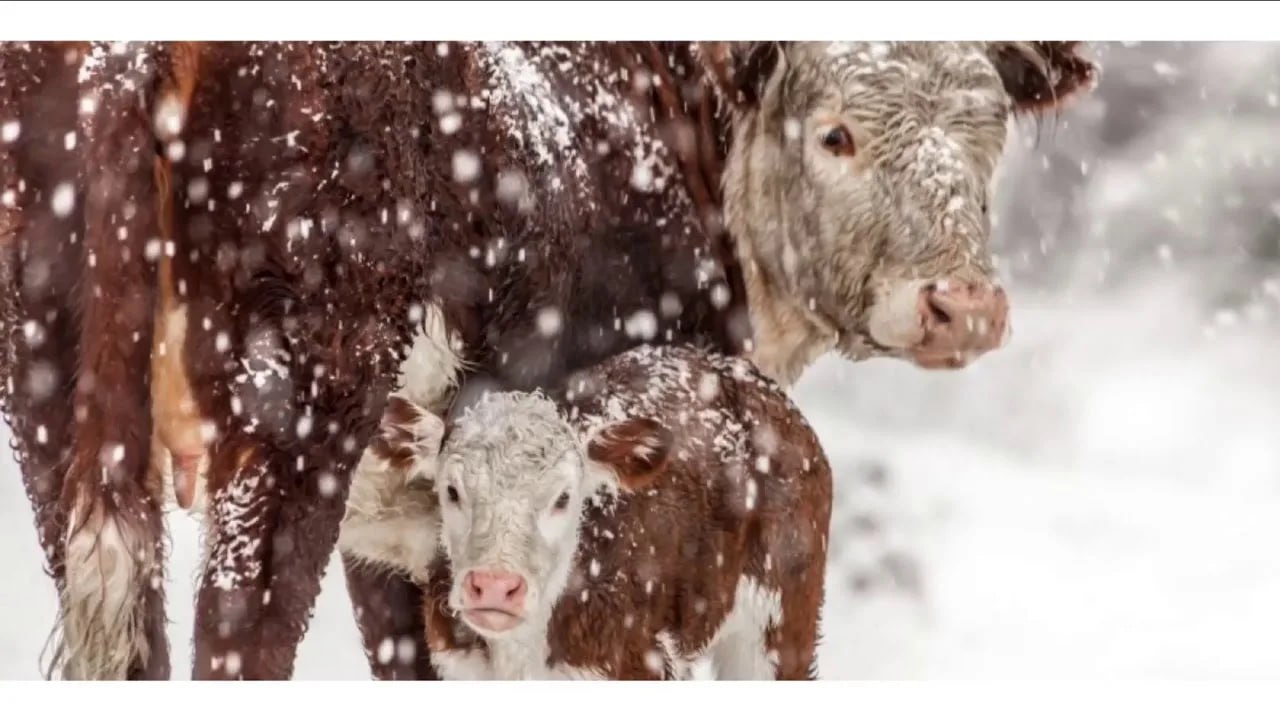 Порядка 70 очагов пастереллеза действует в Республике Алтай основные локализованы Повального падежа животных не допущено Обстановка напряженная но контролируемая сообщил на сессии Госсобрания глава региона Андрей Турчак Развернуты 12 круглосуточных контрольно пропускных пунктов организована тотальная вакцинация сельхозживотных Ее основной этап завершен приступили к ревакцинации При этом выявлено значительное количество не состоявших на учете животных но все собственники получат компенсации Между тем СМИ сообщают что инфекция добралась до соседей В Тальменском районе Алтайского края из за этой болезни введен карантин на свинокомплексе МитПром и молочной ферме ЭкоНива Алтай одном из крупнейших производителей молока в стране