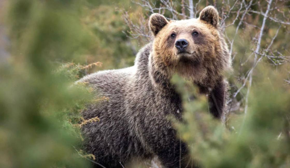 Соседство с человеком сделало медведей меньше и добрее Итальянские медведи живущие рядом с деревнями стали мельче и менее агрессивными благодаря эволюции связанной с человеческой деятельностью Исследование показало что апеннинский бурый медведь Ursus arctos marsicanus отличается меньшим размером тела уникальным строением головы и менее агрессивным поведением по сравнению с европейскими североамериканскими и азиатскими собратьями Ученые создали высокодетализированный геном апеннинского медведя и сравнили его с геномами европейских и американских медведей Было выявлено снижение геномного разнообразия и повышенный уровень инбридинга среди итальянских медведей Наиболее значимым открытием стало обнаружение следов отбора в генах отвечающих за снижение агрессии Вероятно это связано с истреблением более агрессивных особей людьми Несмотря на негативное влияние человека на численность и геномы животных оно привело к снижению уровня конфликтов между человеком и медведем Telegram МAX все наши каналы