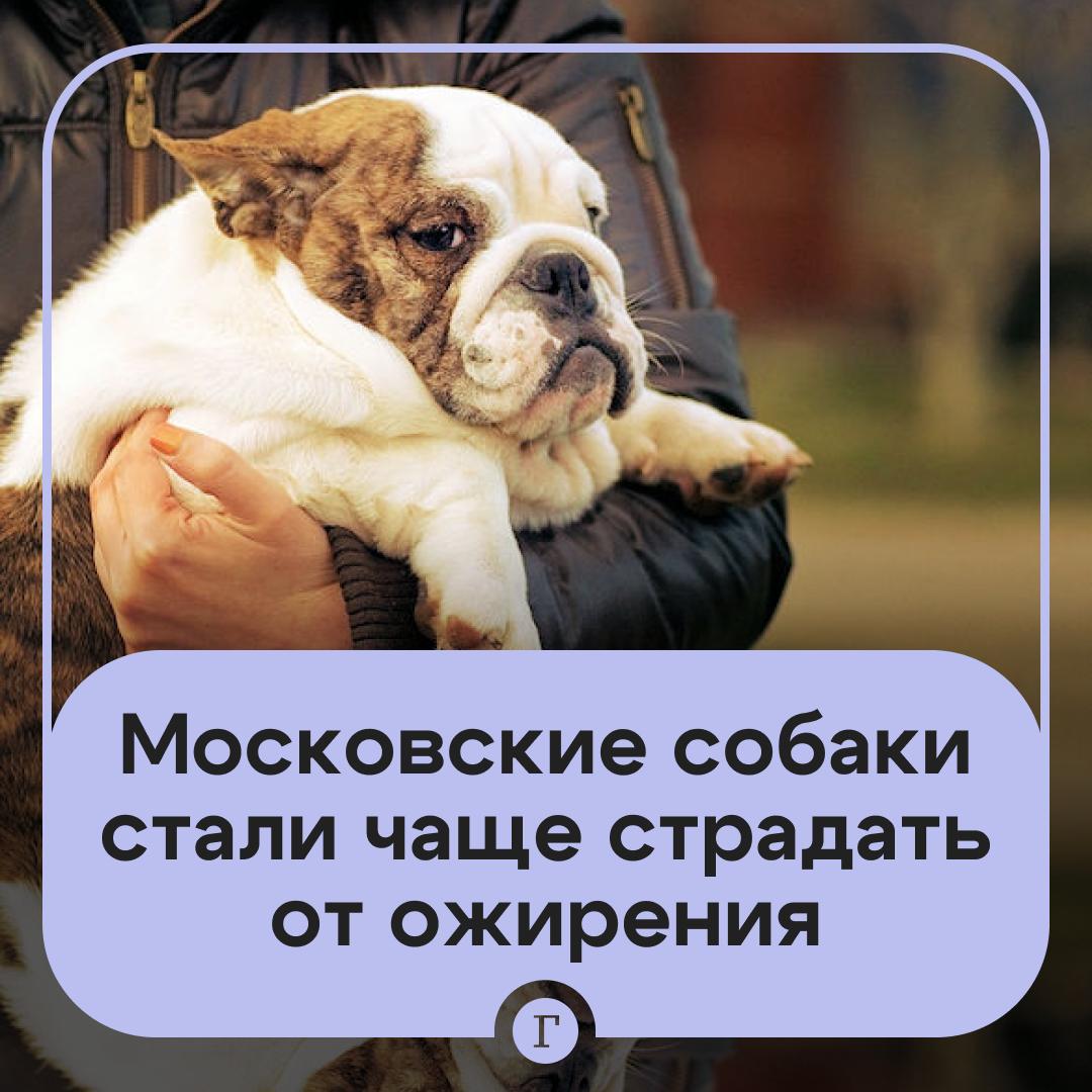 Питомцы москвичей стали все чаще страдать от ожирения Ветеринары бьют тревогу ситуация усугубилась в последние 10 лет Раньше избыточный вес встречался в основном у крупных собак а теперь от него страдают и мелкие породы а также кошки и даже грызуны Владельцы кормят животных слишком калорийной едой и не обеспечивают им достаточной подвижности При этом часто недооценивают степень избыточного веса у своих питомцев и считают что все нормально говорят специалисты   Читайте Газету Ru в MAX Участвуйте в розыгрыше