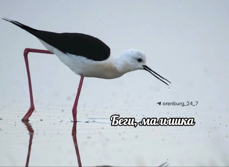 Оренбург 24 7 Орск На Соленых озерах на туристку напали краснокнижные птицы Женщина подала в суд Оренбурженка отдыхала у озера Тузлучное когда на нее напали агрессивные чайконосые крачки и кулики ходулочники Туристка побежала упала и сломала палец на ноге Женщина хочет взыскать с администрации курорта почти 132 тысячи рублей за траты на лекарства временную потерю трудоспособности моральный вред и штраф 50 от присужденной суммы за неудовлетворение требований в добровольном порядке Пострадавшая считает что администрация Соленых озер не обеспечила должный уровень безопасности посетителей Дело рассмотрят 22 декабря Фото кулика ходулочника Игорь Шпиленок Мы в MAX Прислать подробнее на канале Оренбург 24 7 Орск