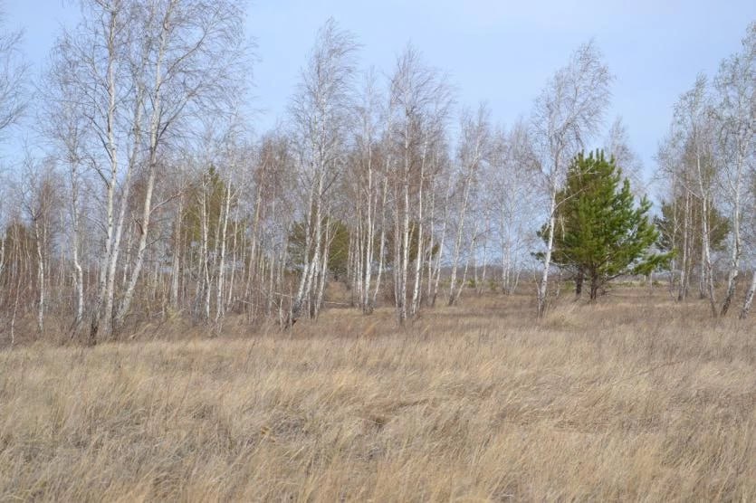 У нерадивой собственницы по суду изъяты заросшие деревьями и сорняками сельхозземли рядом с селом Кочердык  В Челябинской области у нерадивой собственницы по суду изъяты два земельных участка сельскохозяйственного назначения, общая площадь которых составляет 677, 8 гектара.  Изъятые земли находится в Октябрьском муниципальном районе, рядом с селом Кочердык. Решение об их изъятии, принятое Октябрьским райсудом на основании подготовленных Уральским межрегиональным управлением Россельхознадзора и направленных в минсельхоз региона материалов  а министерство сельского хозяйства, в свою очередь, подало иск в суд , вступило в силу 24 января текущего года.    Уральское межрегиональное управление Россельхознадзора   Урал-пресс-информ