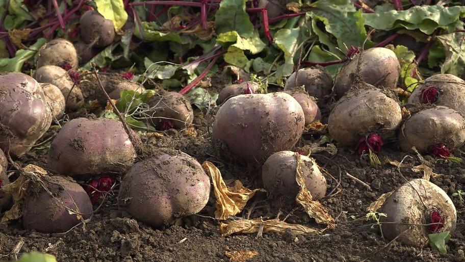 Аграрии Херсонской области полностью обеспечили потребности региона в зерне и овощах Сельхозпроизводители полностью обеспечили потребности Херсонской области в зерне овощах открытого грунта и бахчевых культурах а также некоторых видах молочной продукции Об этом в интервью ХАН сообщила и о министра агропромышленного комплекса продовольственной политики и рыболовства Херсонской области Алиме Зарединова Те культуры которые у нас растут даже с учетом климатических условий и сложностей с орошением выращиваются в достаточном объеме нам этого хватает для обеспечения продовольственной безопасности Херсонской области Это касается зерновых культур овощей открытого грунта бахчевых культур По некоторым видам молочной продукции масло сыры мы тоже себя полностью обеспечиваем и можем реализовывать за пределами области сказала Зарединова В 2025 году на полях области собрали 1 2 млн тонн зерновых и зернобобовых культур Этим объемом мы полностью обеспечиваем продовольственную безопасность нашего региона Он дает нам хлеб и хлебобулочные изделия семена корма для животных и так далее на все это нашего зерна достаточно При этом еще есть большой объем зерна который вывозится за пределы Херсонской области в том числе на экспорт подчеркнула и о министра При этом жители региона пока не в полном объеме обеспечены мясом говядины свинины и птицы собственного производства Но по этим направлениям надеюсь в ближайшем будущем у нас будут серьезные проекты и мы сможем поднять уровень производства поделилась планами глава министерства Полное интервью с Алиме Зарединовой читайте 20 ноября на сайте Херсонского агентства новостей