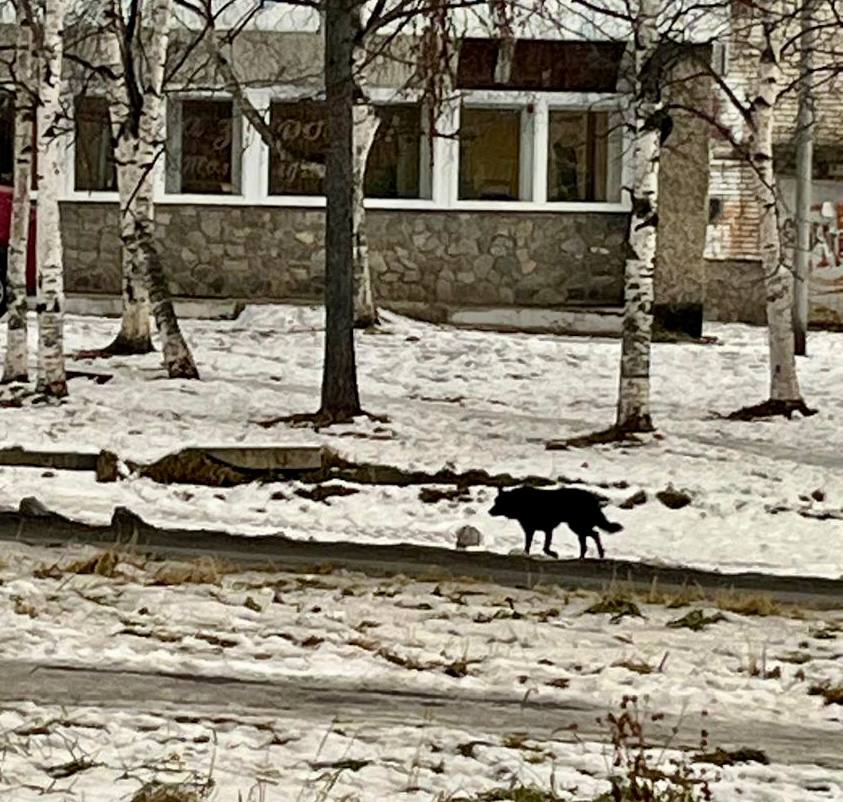 В Советской Гавани по иску прокурора суд взыскал с муниципалитета компенсацию морального вреда за укус бездомной собаки  В ноябре 2024 года в районе ул. Гончарова в г. Советская Гавань на 15-летнего подростка набросилась безнадзорная собака и укусила его за ногу.  В результате нападения мальчик перенес нравственные страдания, проходил лечение, ему потребовалась вакцинация.   В целях защиты прав несовершеннолетнего Советско-Гаванская городская прокуратура обратилась в суд с исковым заявлением о взыскании с муниципалитета, ненадлежащим образом исполнившего обязанности по отлову и содержанию бездомных животных, компенсации морального вреда.   Суд исковые требования надзорного ведомства удовлетворил, в пользу ребенка взыскано 50 тыс. рублей.  Фактическое исполнение судебного акта контролируется прокуратурой района.