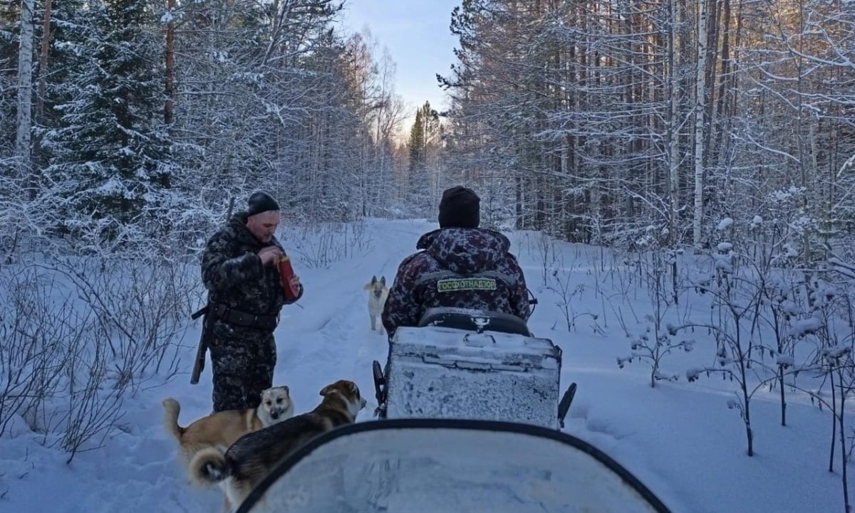 В Ужурском районе три браконьера убили трех косуль на 700 тысяч рублей  В природной охраняемой территории заказнике «Солгонский кряж» инспекторы обнаружили трех браконьеров, которые пытались вывезти три туши косуль. Общую сумму ущерба оценили в 760 тысяч рублей.  Нарушителей обязали выплатить всю сумму, заплатить штраф. Также им грозит лишение свободы сроком до пяти лет.  Фото: Министерство природных ресурсов и лесного комплекса Красноярского края