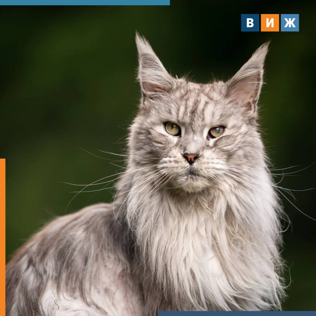 Кошачье дело в Ангарске бывшие супруги не смогли поделить мейн куна Развод в Иркутской области обернулся необычной судебной тяжбой из за кошки породы мейн кун Питомец стоимостью 55 тыс рублей остался у супруга но бывшая жена решила вернуть животное и обратилась в суд настаивая что кошка когда то была подарена именно ей Мужчина утверждал что питомец уже три года живет у него привык к дому и прекрасно ладит с хозяином Он напоминал что все это время содержал и кормил питомца за свои средства Женщина же подчеркивала что подарок остается ее собственностью а условия у нее для кошки тоже хорошие Суд согласился с доводами что животное как подарок принадлежит женщине Бывшему мужу предстоит вернуть мейн куна и оплатить судебные расходы Хотя у него остается возможность оспорить решение vetandlife Наши каналы