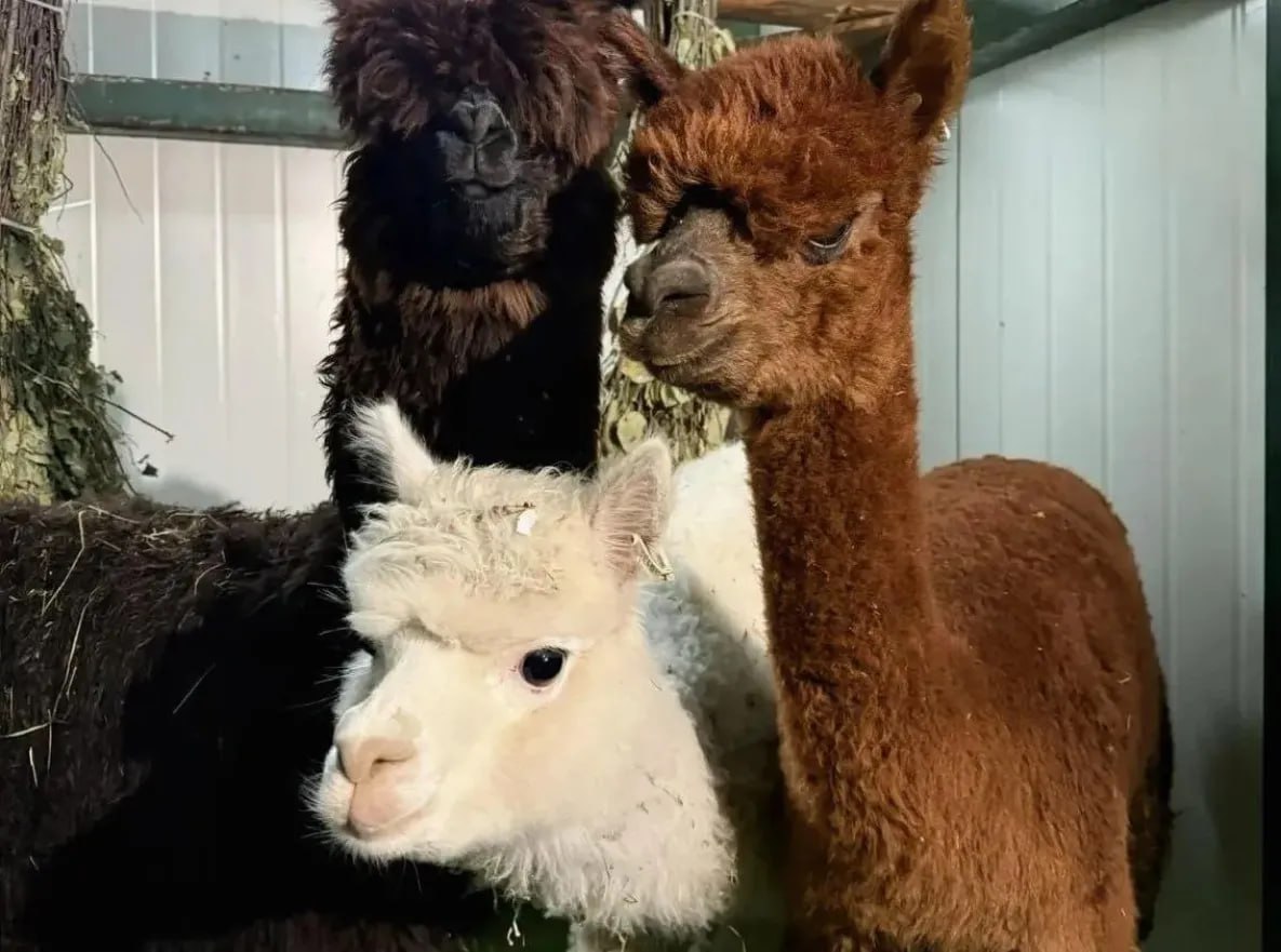 Корифей Хабаров Из Чили в Хабаровск прилетели альпаки В зоосаде Приамурский имени В П Сысоева появились новые обитатели альпаки прибывшие из Чили Животные добрались в специальных контейнерах и благополучно перенесли долгий перелёт В Хабаровск приехали три альпаки две самки коричневого и белого окраса и один чёрный самец всем им около двух лет Сейчас альпаки проходят карантин в тёплом вольере Он продлится месяц но даже после его окончания животные останутся в помещении до весны чтобы дождаться тёплой погоды Тогда их можно будет увидеть в экспозиции зоосада Новым постояльцам предложили сено берёзовые веники и ветви сосны позже в рацион добавят салатную траву витамины и микроэлементы Пока у альпак нет имён сотрудники зоосада планируют провести конкурс среди подробнее на канале Корифей Хабаров