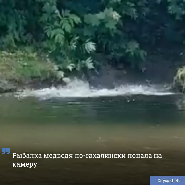 Сегодня, 15 июля, на реке Урюм у самого ее устья сахалинские рыбаки встретили медведя.