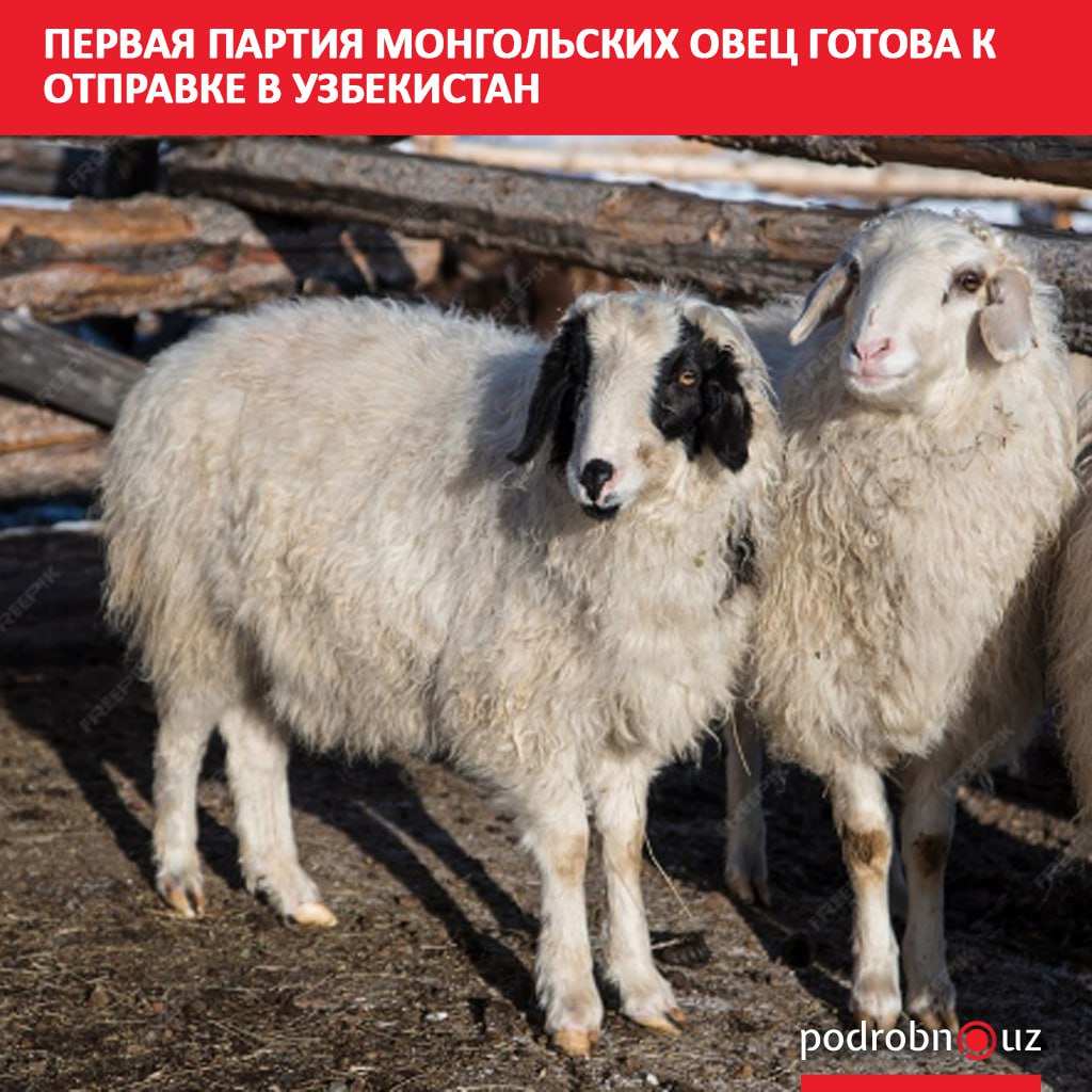 Совсем скоро в Узбекистан поступит первая партия из 15 тысяч голов мелкого рогатого скота из Монголии. Всего республика закупит сотню тысяч овец и коз для разведения. Telegram / Instagram / Facebook / Читать на узбекском