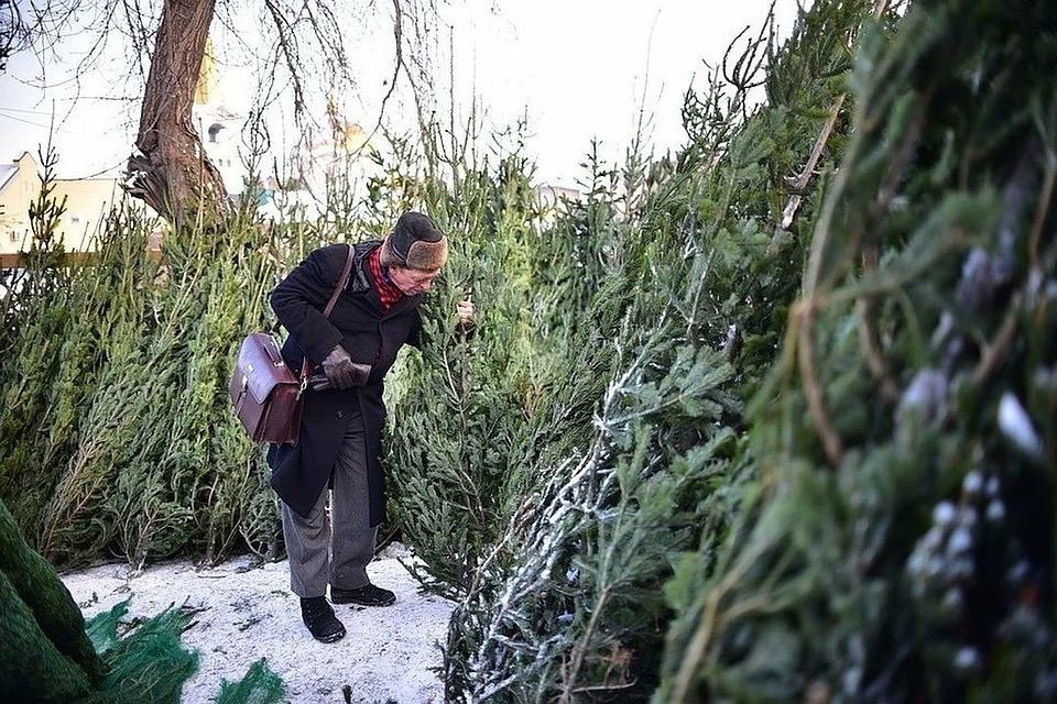 Химик призвал не выбрасывать живые елки на обычные свалки  Подобный способ утилизации елки является не самым экологичным, считает эксперт Андрей Дорохов. Дело в том, что в естественных условиях дерево разлагается в течение десятилетий. А углекислый газ, который образуется в это время, выделяется постепенно и усваивается другими организмами. А на свалке в окружении другого мусора процессы разложения замедляются, из-за чего накапливается метан и углекислый газ и выделяются парниковые газы в атмосферу.  Поэтому химик посоветовал сдавать елки в специальные пункты приема, где их перерабатывают в щепу для удобрения почвы или используют как подстилку для животных в зоопарках. Кроме того, дерево можно отдать в приют для животных или на ферму.